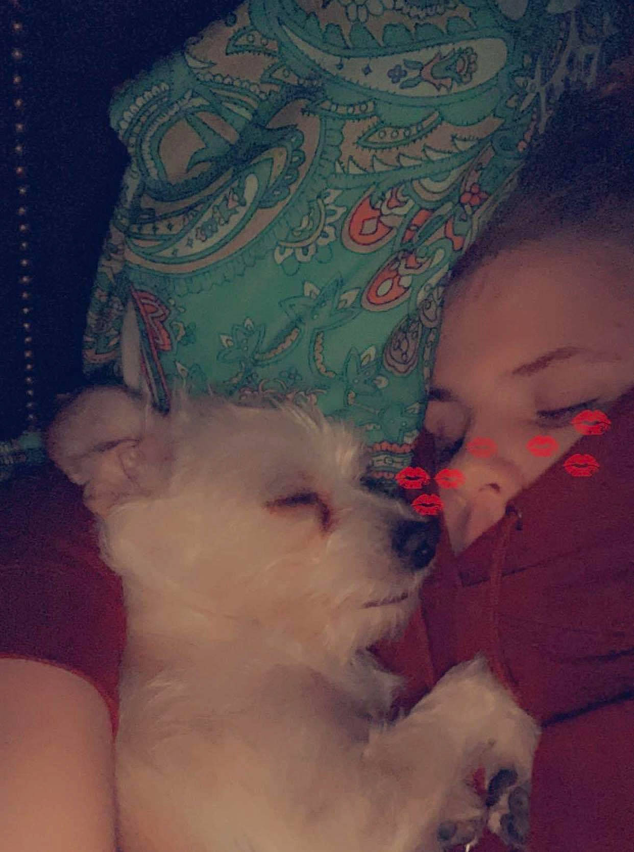 Laycee is registered to the contest to win money with this photo: canidae, carnivore, companion_dog, dog, dog_breed, flesh, indian_spitz, non_sporting_group, puppy, puppy_love, skin, snout, spitz, toy_dog, volpino_italiano, working_animal, working_dog