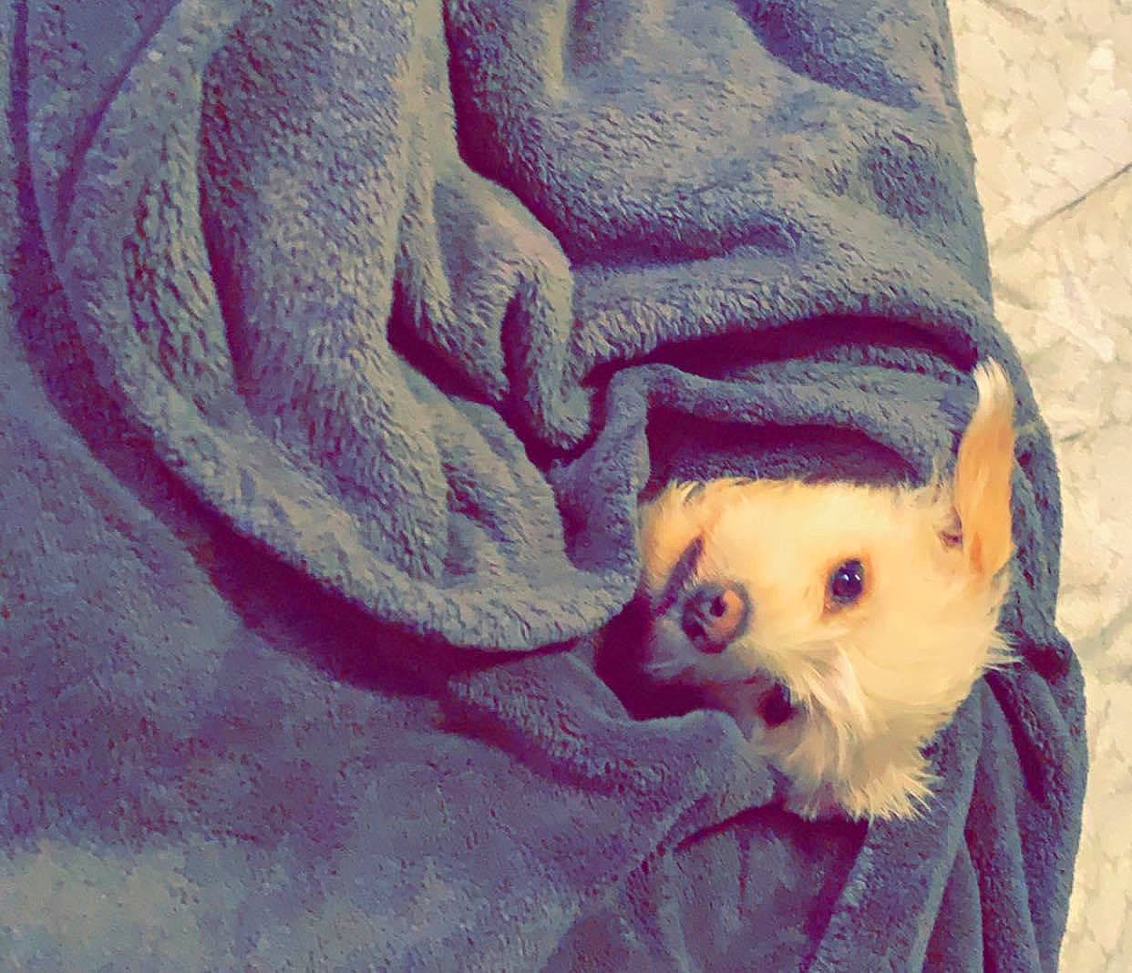 Laycee joined the competition — help win amazing prizes! canidae, carnivore, companion_dog, dog, dog_breed, dog_supply, fawn, fur, non_sporting_group, pet_supply, puppy, skin, snout, toy_dog, working_animal