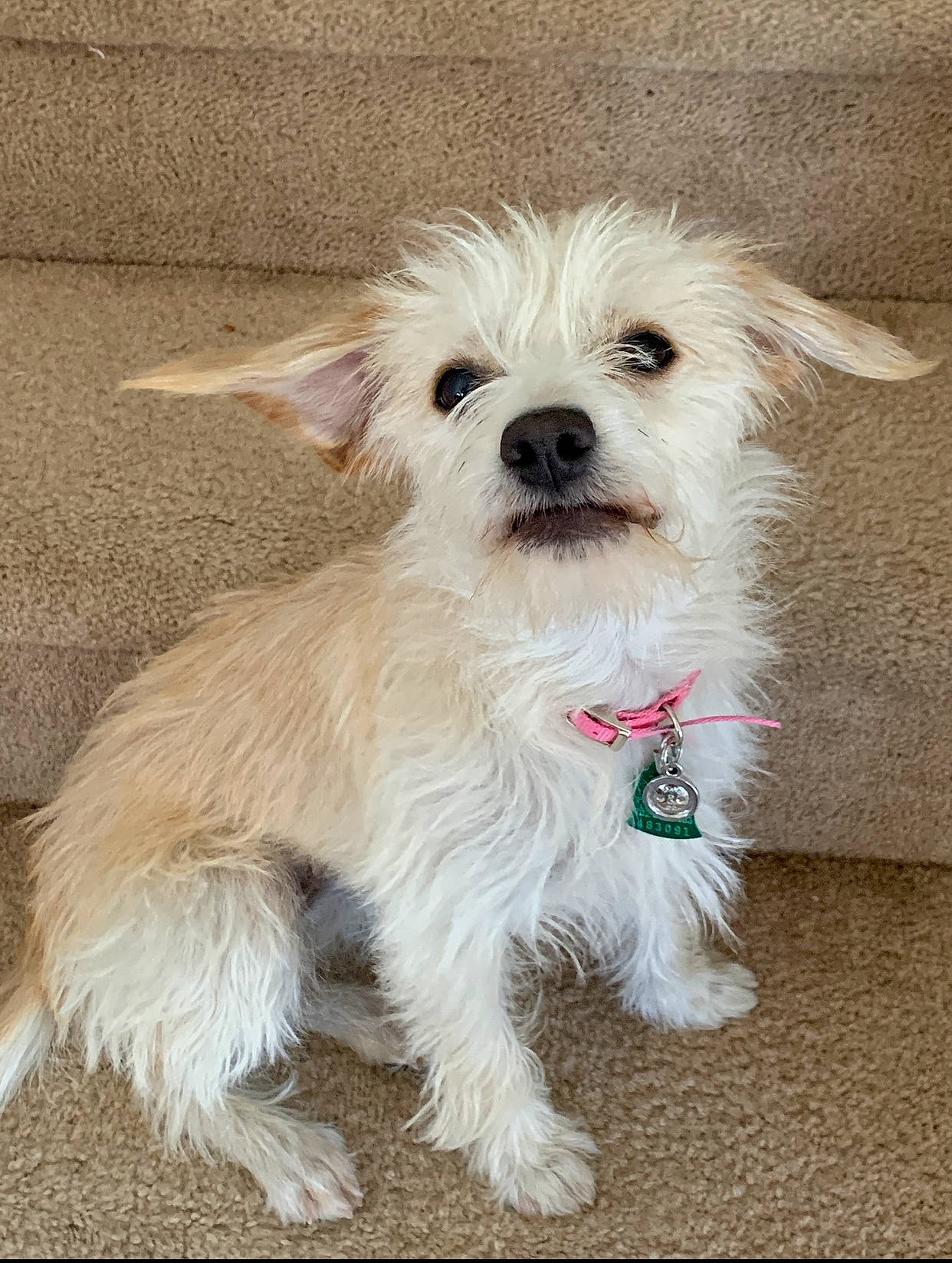 Laycee is registered to the contest to win money with this photo: canidae, carnivore, collar, companion_dog, dog, dog_breed, dog_clothes, dog_collar, dog_supply, fawn, non_sporting_group, pet_supply, small_terrier, snout, terrier, toy_dog, west_highland_white_terrier, working_animal, working_dog