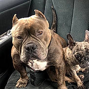 Bubbah And Tutti is registered to the contest to win money with this photo: alert, animal, black_seat, brindle, canine, car_interior, car_seat, closeup, companions, cute, dog, domestic_animal, indoors, leash, pet, portrait, seat_belt, sitting, two_dogs, window