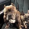 alert, animal, black_seat, brindle, canine, car_interior, car_seat, closeup, companions, cute, dog, domestic_animal, indoors, leash, pet, portrait, seat_belt, sitting, two_dogs, window