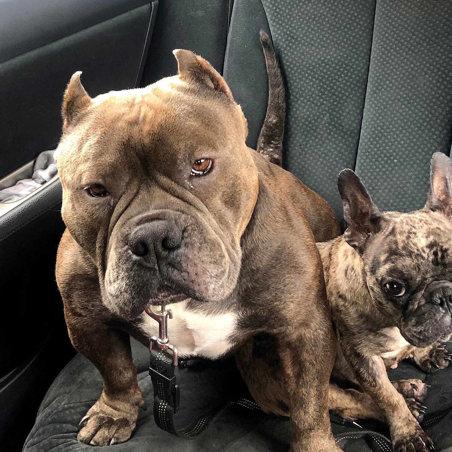 Bubbah And Tutti is registered to the contest to win money with this photo: alert, animal, black_seat, brindle, canine, car_interior, car_seat, closeup, companions, cute, dog, domestic_animal, indoors, leash, pet, portrait, seat_belt, sitting, two_dogs, window