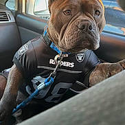 Bubbah joined the competition — help win amazing prizes! animal, brown_dog, car, closeup, clothing, collar, companion, dog, indoor, jersey, leash, pet, portrait, raiders, reflection, seat, sitting, sunlight, vehicle_interior, window