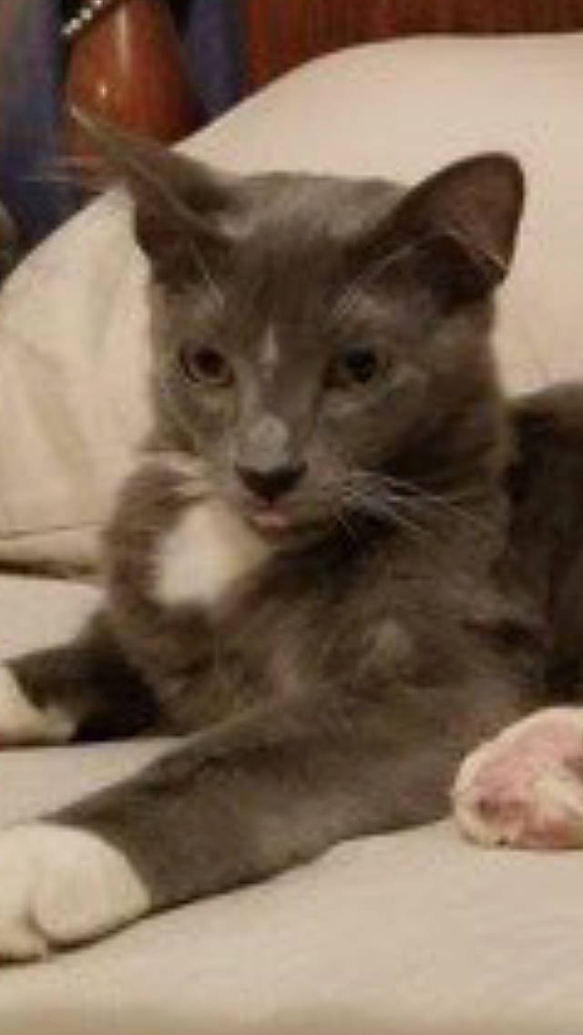 Fergus is registered to the contest to win money with this photo: carnivore, cat, domestic_short_haired_cat, ear, felidae, fur, photo_caption, small_to_medium_sized_cats, snout, terrestrial_animal, whiskers