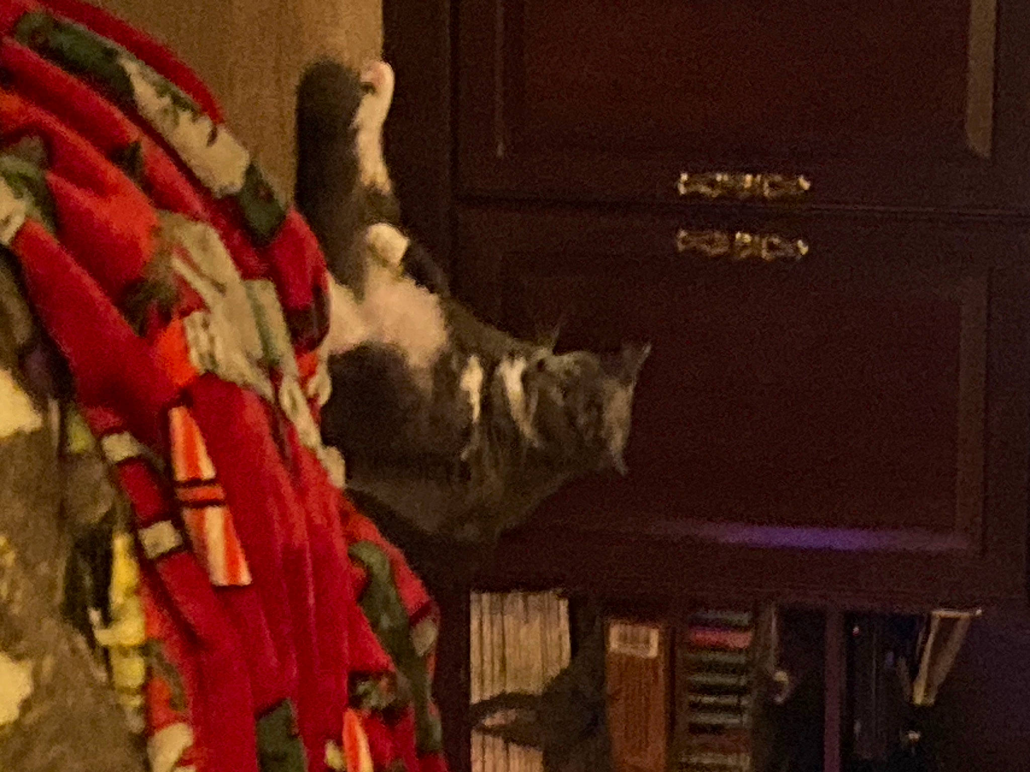 Fergus is registered to the contest to win money with this photo: art, bookcase, carmine, carnivore, cat, domestic_short_haired_cat, door, felidae, fur, linens, plant, room, shelf, small_to_medium_sized_cats, tail, tree, visual_arts, whiskers, window, wood