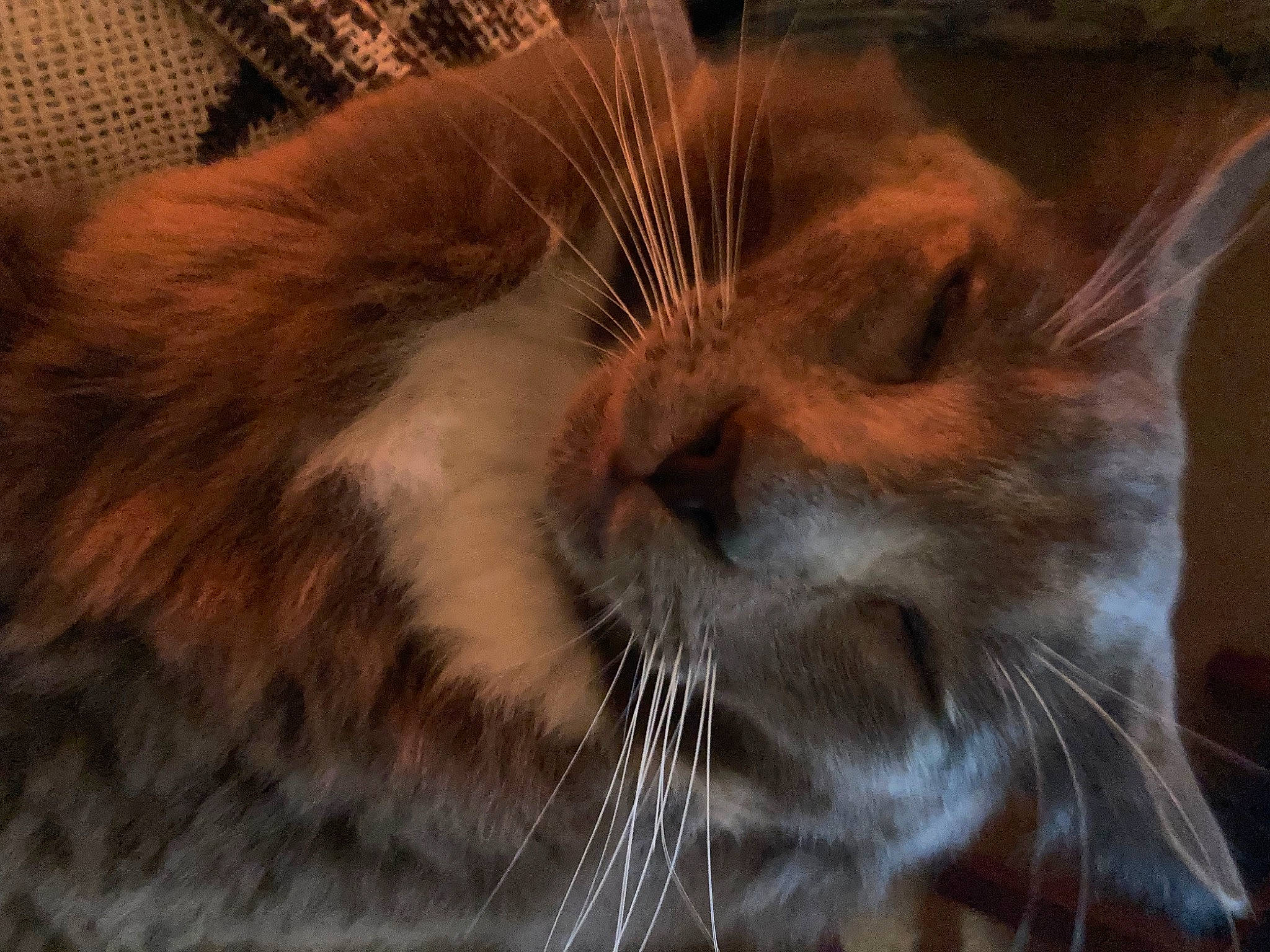 Fergus is registered to the contest to win money with this photo: carnivore, cat, comfort, domestic_short_haired_cat, fawn, felidae, fur, small_to_medium_sized_cats, terrestrial_animal, whiskers, wildlife