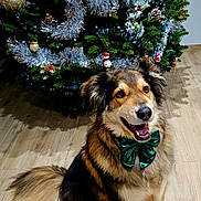 Lilly a rejoint le concours — aidez-le/la à gagner de superbes lots ! dog, bow_tie, christmas_tree, tinsel, ornaments, holiday, festive, indoor, wooden_floor, pet, smiling, fur, happy, decorations, pine_tree, celebration, animal, christmas, seasonal, cute