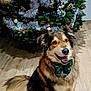 dog, bow_tie, christmas_tree, tinsel, ornaments, holiday, festive, indoor, wooden_floor, pet, smiling, fur, happy, decorations, pine_tree, celebration, animal, christmas, seasonal, cute