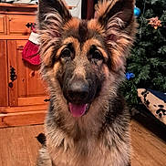 Duke is registered to the contest to win money with this photo: cabinet, christmas_stocking, christmas_tree, cute, decor, dog, ears, festive, fur, german_shepherd, holiday_decorations, indoor, living_room, pet, playful, puppy, sitting, snowman, tongue_out, wooden_floor