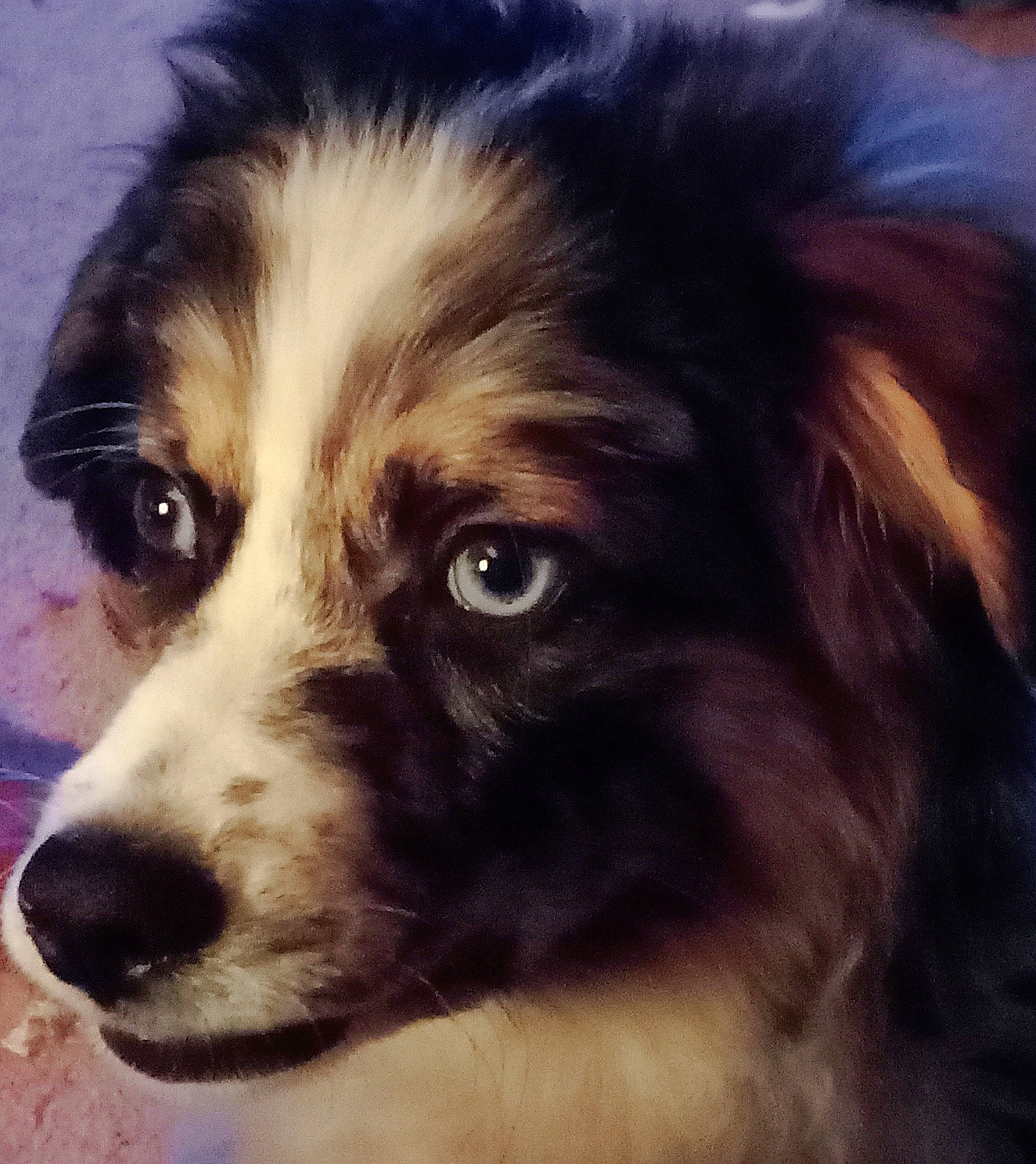 Lil Bear is registered to the contest to win money with this photo: art, australian_collie, australian_shepherd, border_collie, canidae, carnivore, companion_dog, dog, dog_breed, eye, fur, herding_dog, liver, snout, sporting_group, terrestrial_animal, toy_dog, whiskers, working_animal, working_dog