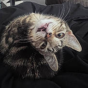 Nyx is registered to the contest to win money with this photo: cat, tabby, pet, animal, fur, whiskers, ears, eyes, mouth, curled_up, indoor, black_fabric, closeup, cute, playful, domestic_cat, looking, resting, feline, adorable
