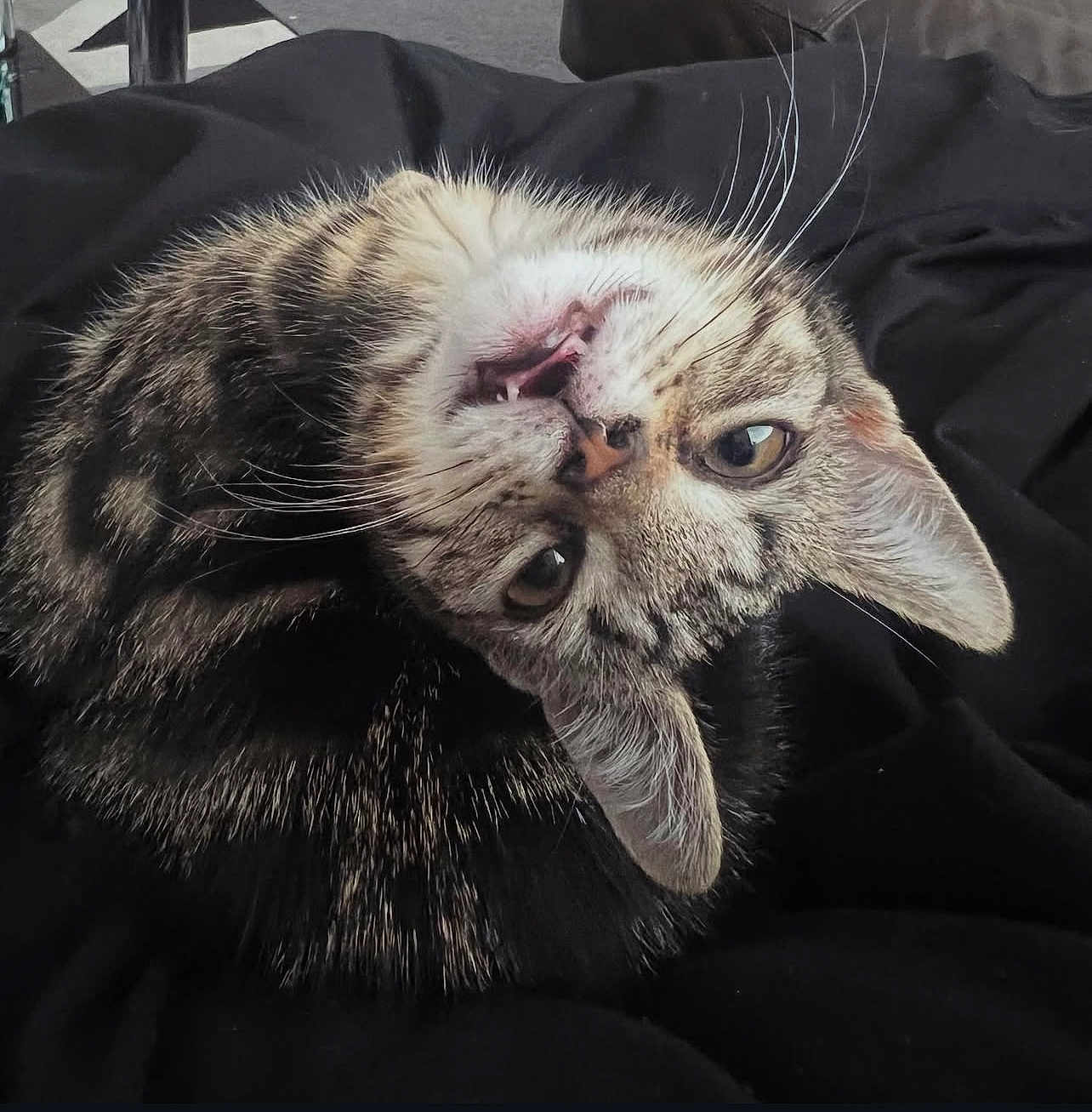 Nyx is registered to the contest to win money with this photo: cat, tabby, pet, animal, fur, whiskers, ears, eyes, mouth, curled_up, indoor, black_fabric, closeup, cute, playful, domestic_cat, looking, resting, feline, adorable