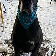 Oakley is registered to the contest to win money with this photo: dog, black_dog, birthday_hat, bandana, polka_dot, snow, porch, outdoor, winter, pet, animal, celebration, festive, canine, fur, paw, face, ears, looking, sitting