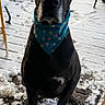 dog, black_dog, birthday_hat, bandana, polka_dot, snow, porch, outdoor, winter, pet, animal, celebration, festive, canine, fur, paw, face, ears, looking, sitting