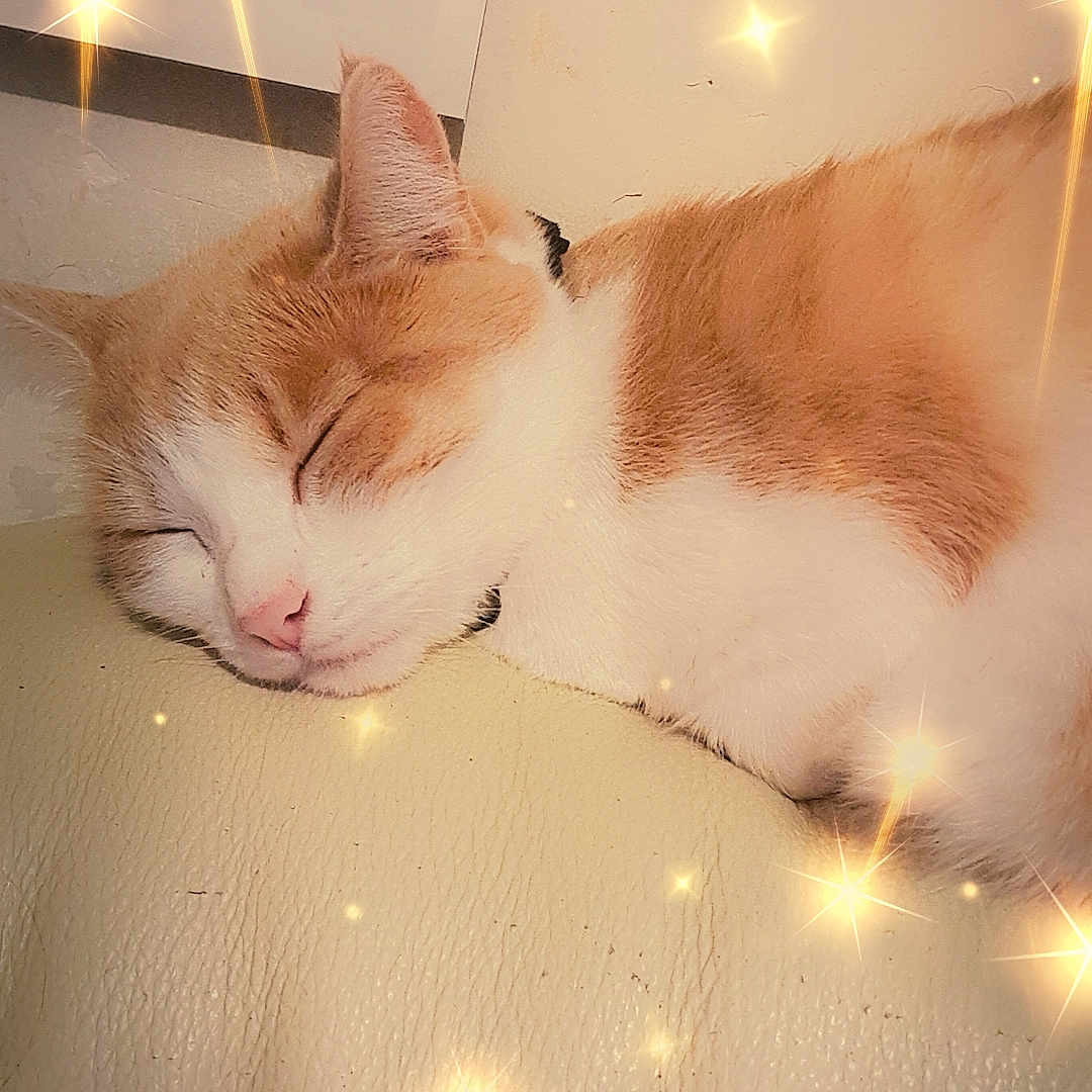Luna participe au concours pour gagner de l'argent avec cette photo : abyssinian, animal, cat, electronics, fireworks, flare, hardwood, indoors, kitten, lamp, light, lightfixture, lighting, manx, person, pet, plywood, siamese, sleeping, wood
