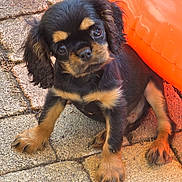 Batou participe au concours pour gagner de l'argent avec cette photo : animal, black_and_tan, close_up, curious, cute, dog, ears, fur, head_tilt, inflatable, looking_up, orange, outdoor, pavement, paw, pet, puppy, small, stone_tiles, young_dog