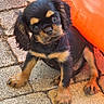 animal, black_and_tan, close_up, curious, cute, dog, ears, fur, head_tilt, inflatable, looking_up, orange, outdoor, pavement, paw, pet, puppy, small, stone_tiles, young_dog