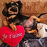 Batou participe au concours pour gagner de l'argent avec cette photo : animal, black, blanket, brown, comfort, cozy, cuddle, cute, dog, fur, heart_pillow, home, love, lying_down, pet, puppy, red, relaxed, sleepy, text