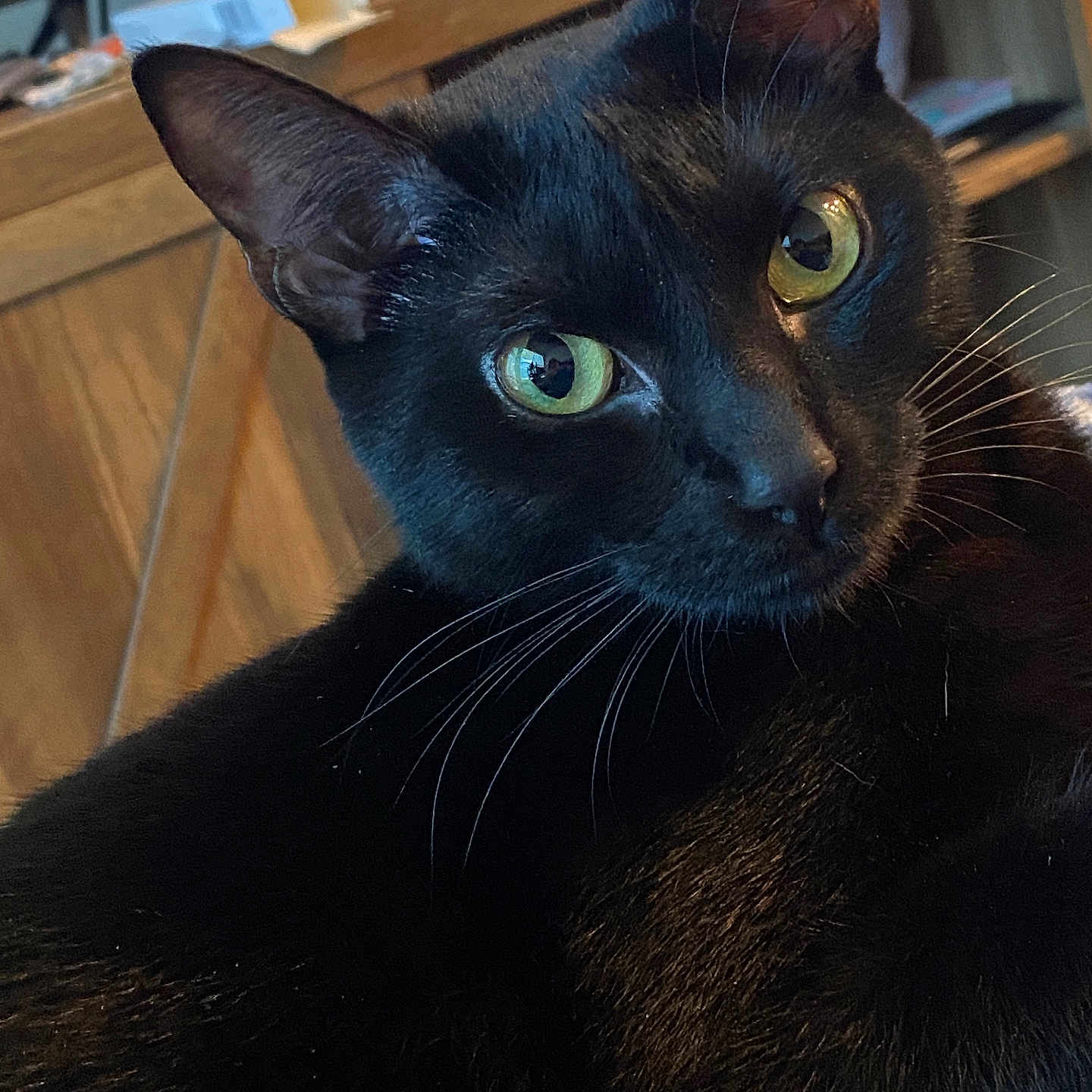 Pluto joined the competition — help win amazing prizes! black_cat, cat, pet, indoor, close_up, green_eyes, whiskers, feline, animal, portrait, fur, domestic_cat, looking, curious, cozy, wooden_furniture, soft_lighting, close_up_shot, relaxed, household