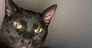 Pluto joined the competition — help win amazing prizes! black_cat, cat, yellow_eyes, pet, animal, feline, close_up, portrait, indoor, curious, whiskers, ears, fur, mammal, domestic_animal, face, looking, gray_background, cute, alert