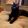 Pluto joined the competition — help win amazing prizes! black_cat, cat, pet, feline, indoor, couch, furniture, living_room, alert, animal, domestic_animal, cute, relaxed, plush, home, cozy, whiskers, ears, eyes, paws