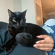 Pluto joined the competition — help win amazing prizes! black_cat, cat, pet, indoor, human_hand, feline, relaxed, lap, cozy, domestic_animal, whiskers, fur, nails, person, casual, resting, home, animal, portrait, yellow_eyes