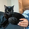 black_cat, cat, pet, indoor, human_hand, feline, relaxed, lap, cozy, domestic_animal, whiskers, fur, nails, person, casual, resting, home, animal, portrait, yellow_eyes