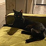 Pluto joined the competition — help win amazing prizes! black_cat, cat, pet, indoor, couch, furniture, living_room, shadow, yellow_couch, relaxed, animal, home, domestic_cat, fur, whiskers, ears, eyes, resting, cozy, quiet
