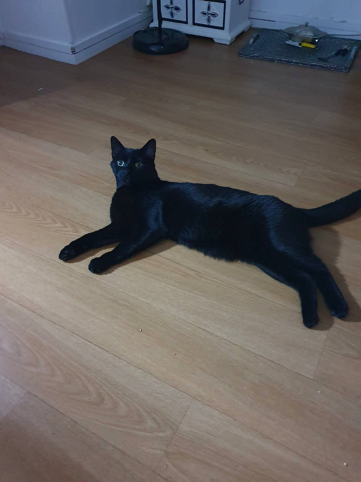 Chico participe au concours pour gagner de l'argent avec cette photo : black_cat, bombay, carnivore, cat, comfort, dog_breed, felidae, floor, flooring, fur, grey, hardwood, laminate_flooring, paw, small_to_medium_sized_cats, snout, tail, whiskers, wood, wood_stain