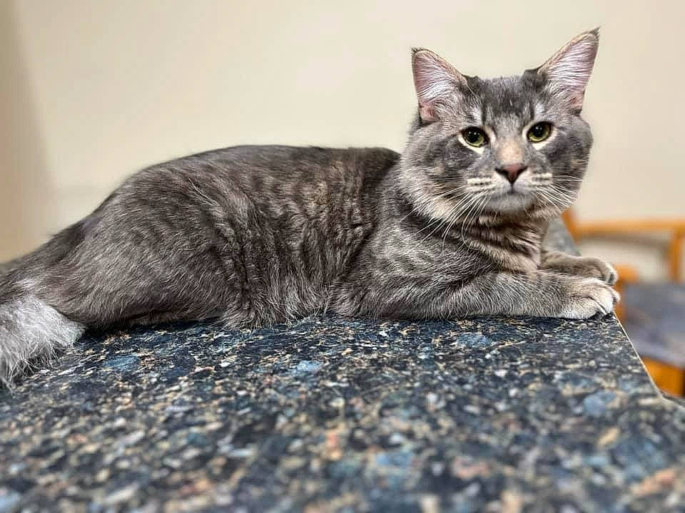 Bones is registered to the contest to win money with this photo: carnivore, cat, claw, domestic_short_haired_cat, felidae, fur, grey, monochrome, monochrome_photography, paw, sitting, small_to_medium_sized_cats, snout, tail, terrestrial_animal, whiskers, wildlife