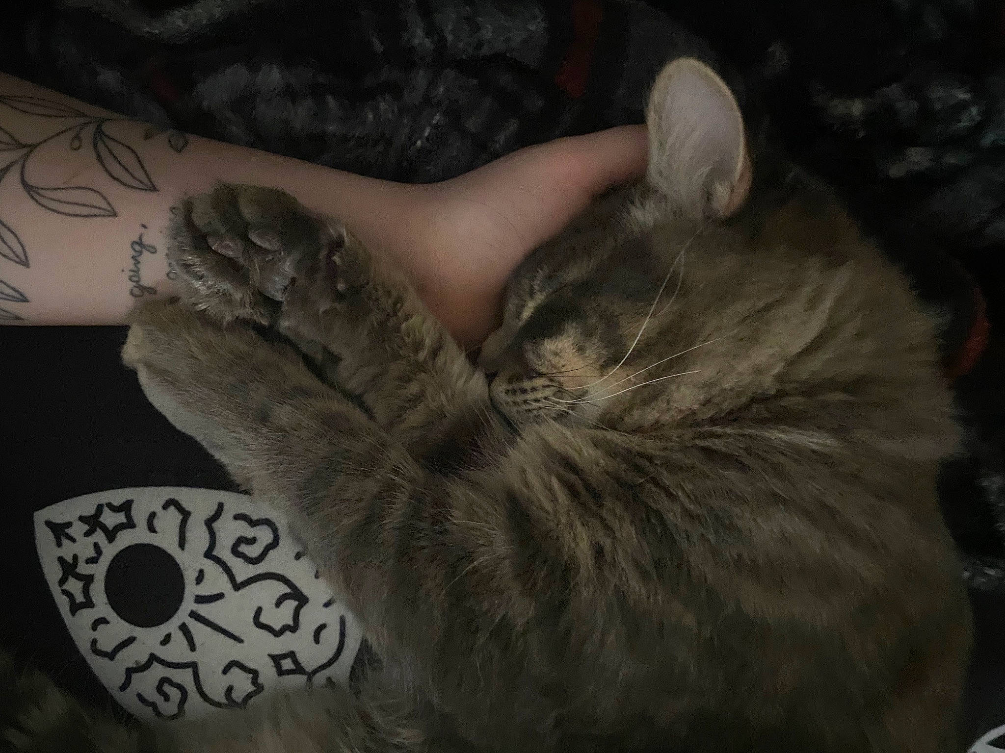 Bones joined the competition — help win amazing prizes! carnivore, cat, claw, comfort, domestic_short_haired_cat, felidae, foot, fur, gesture, grey, human_leg, monochrome, nail, nap, paw, small_to_medium_sized_cats, snout, tail, whiskers, wrist