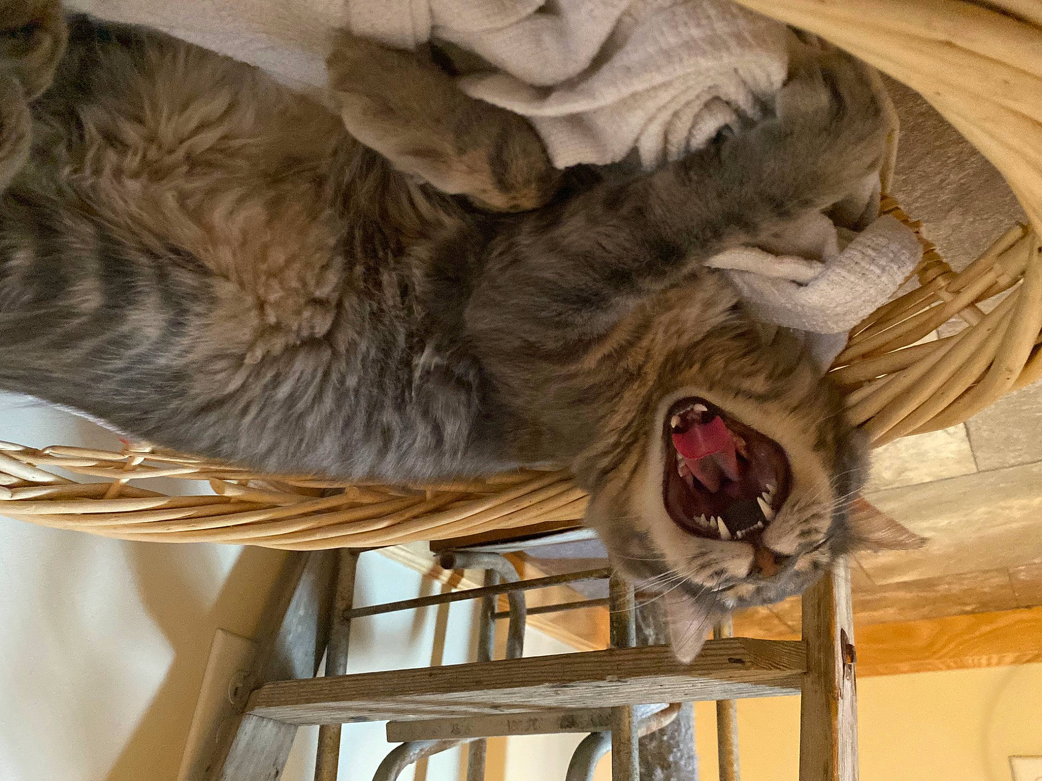 Bones joined the competition — help win amazing prizes! canidae, carnivore, companion_dog, dog, dog_breed, fawn, felidae, fur, liver, natural_material, small_to_medium_sized_cats, snout, sporting_group, tail, terrestrial_animal, wood, working_animal, wrinkle