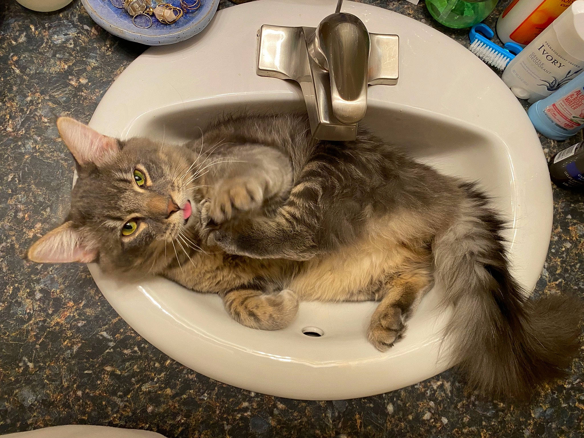 Bones joined the competition — help win amazing prizes! carnivore, cat, claw, dishware, domestic_short_haired_cat, felidae, fur, kitchen_utensil, paw, plate, serveware, sink, small_to_medium_sized_cats, tableware, tail, whiskers