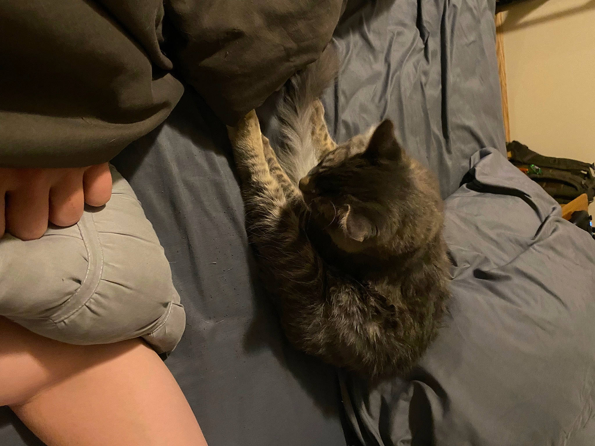 Bones is registered to the contest to win money with this photo: bag, barefoot, bed, bedding, carnivore, cat, comfort, domestic_short_haired_cat, felidae, foot, fur, gesture, grey, human_leg, knee, linens, luggage_and_bags, small_to_medium_sized_cats, thigh, whiskers