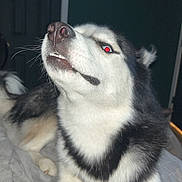 Bisket is registered to the contest to win money with this photo: dog, husky, pet, animal, indoor, black_and_white, fur, snarl, red_eye, bed, blanket, canine, portrait, close_up, paw, expression, whiskers, nose, teeth, lying_down