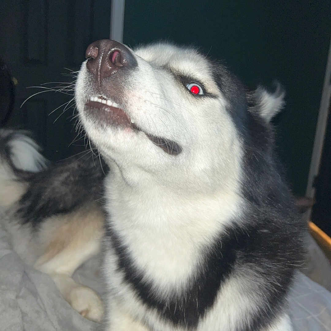 Bisket is registered to the contest to win money with this photo: animal, bed, black_and_white, blanket, canine, close_up, dog, expression, fur, husky, indoor, lying_down, nose, paw, pet, portrait, red_eye, snarl, teeth, whiskers
