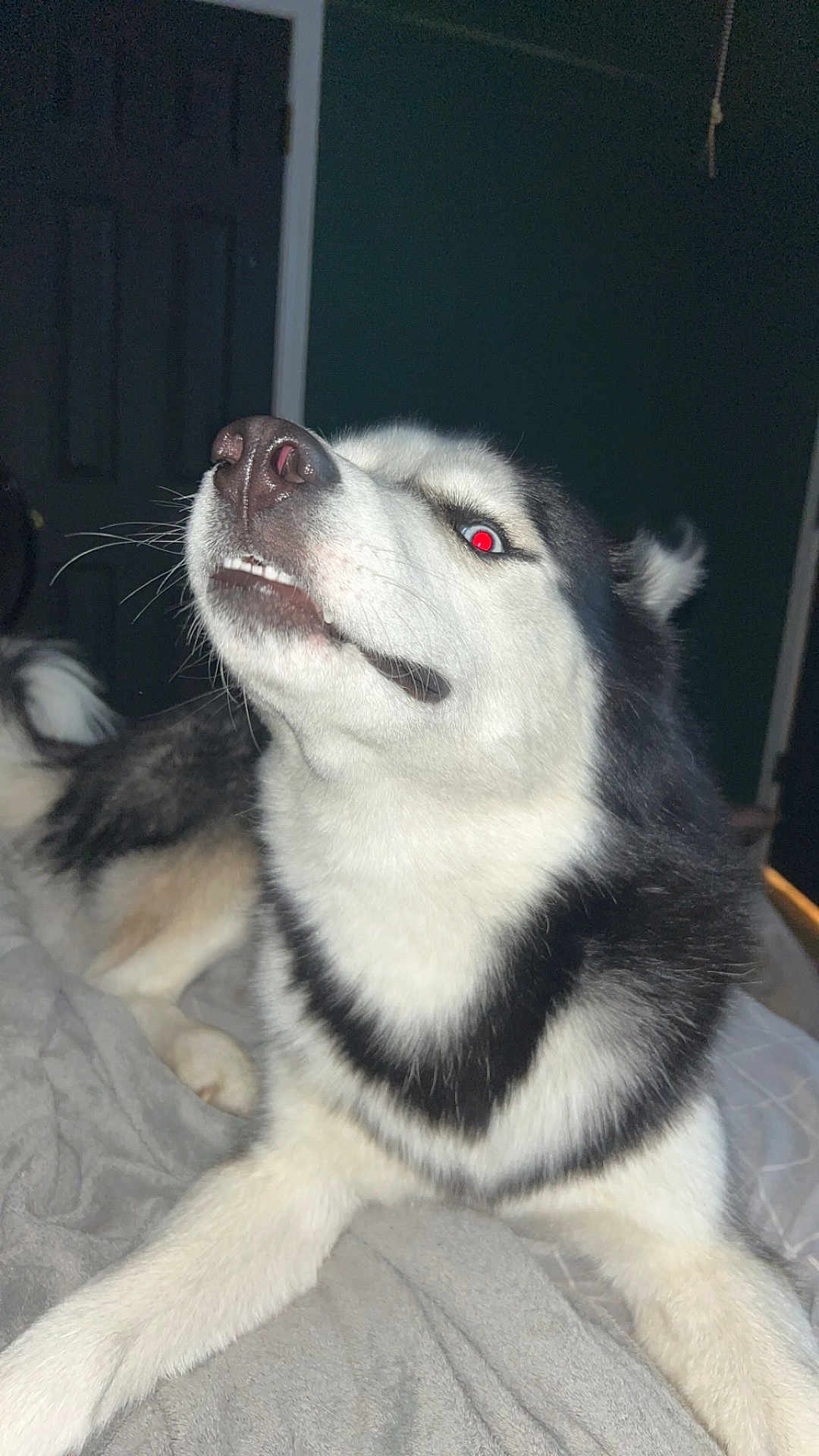 Bisket is registered to the contest to win money with this photo: dog, husky, pet, animal, indoor, black_and_white, fur, snarl, red_eye, bed, blanket, canine, portrait, close_up, paw, expression, whiskers, nose, teeth, lying_down