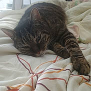 Mistigri a rejoint le concours — aidez-le/la à gagner de superbes lots ! cat, tabby, pet, animal, sleepy, bed, blanket, fur, whiskers, paw, striped, domestic_cat, resting, indoor, cozy, close_up, cute, feline, relaxed, soft_light