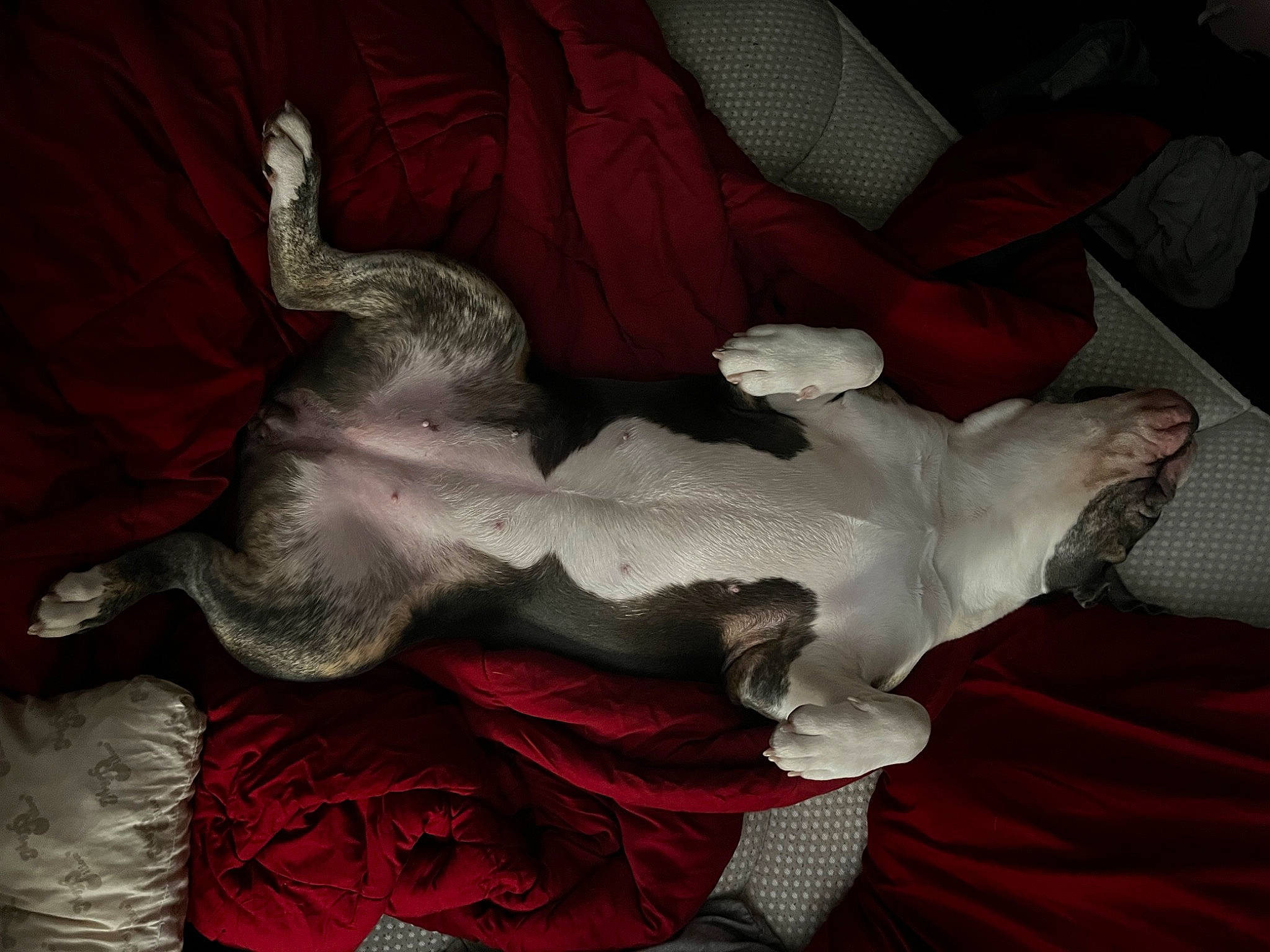 Gertrude joined the competition — help win amazing prizes! bed, bed_sheet, bedding, canidae, carmine, comfort, companion_dog, felidae, fictional_character, fur, human_leg, linens, nap, petal, pillow, room, small_to_medium_sized_cats, tail, throw_pillow, wing