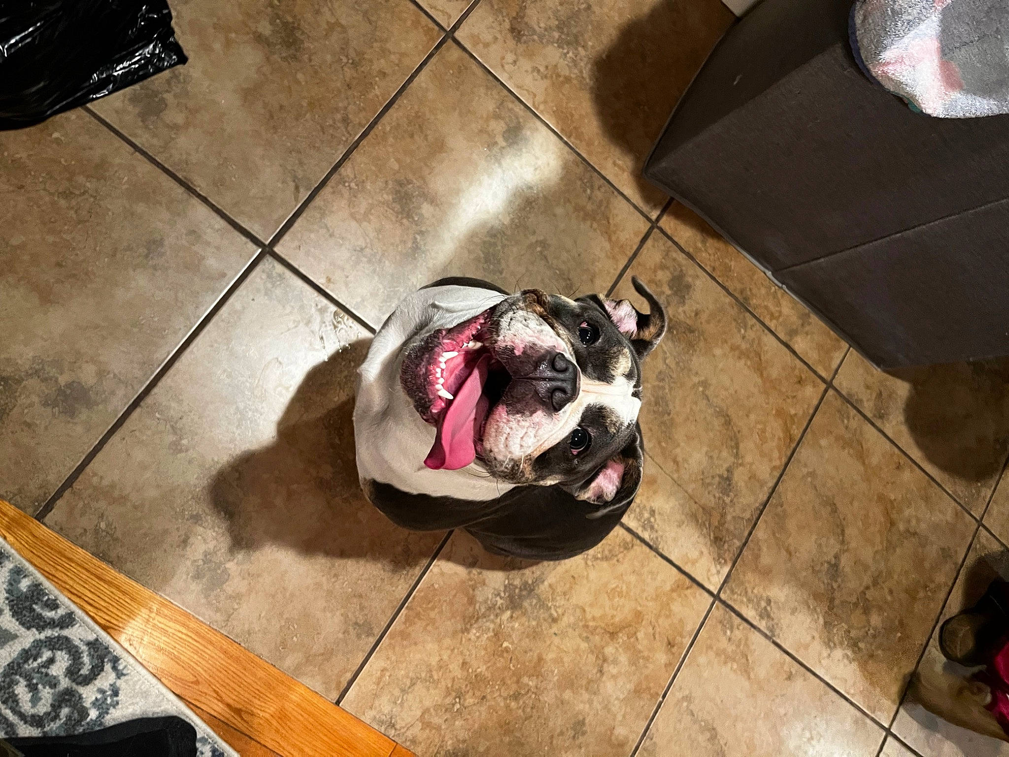Gertrude joined the competition — help win amazing prizes! bulldog, canidae, carnivore, companion_dog, dog, dog_breed, dog_supply, fawn, floor, flooring, fur, hardwood, pet_supply, road_surface, snout, tile, tile_flooring, toy_dog, wood, working_animal
