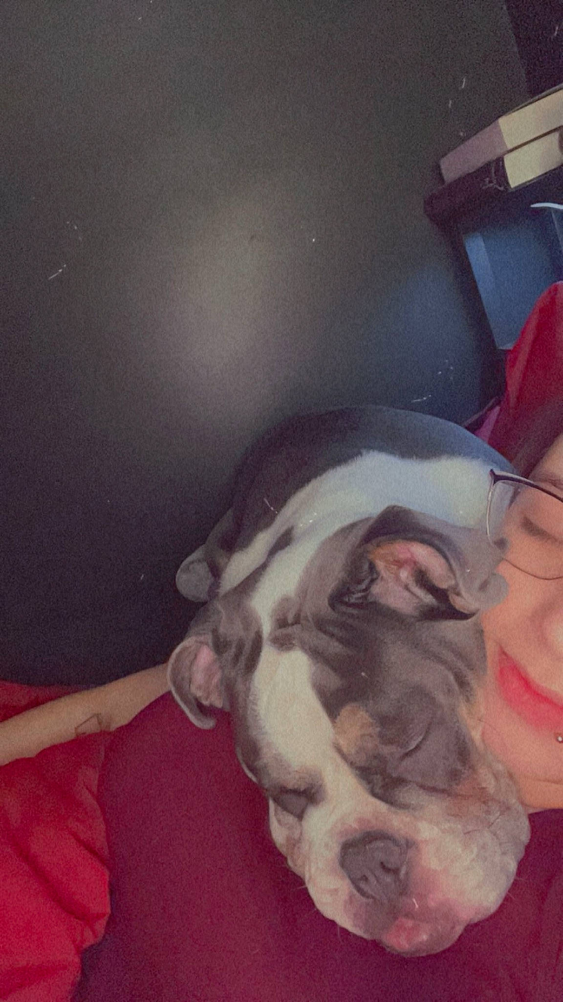 Gertrude is registered to the contest to win money with this photo: canidae, carnivore, chest, cloud, comfort, companion_dog, dog, dog_breed, ear, fawn, fur, gesture, happy, jaw, nap, paw, selfie, snout, visual_arts, whiskers