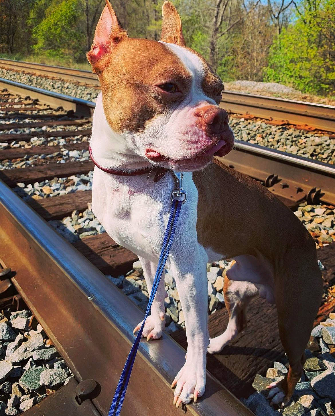 Ollie joined the competition — help win amazing prizes! canidae, carnivore, collar, companion_dog, dog, dog_breed, dog_collar, fawn, fur, mammal, non_sporting_group, photography, plant, sky, snout, sporting_group, terrestrial_animal, tree, wood, working_animal