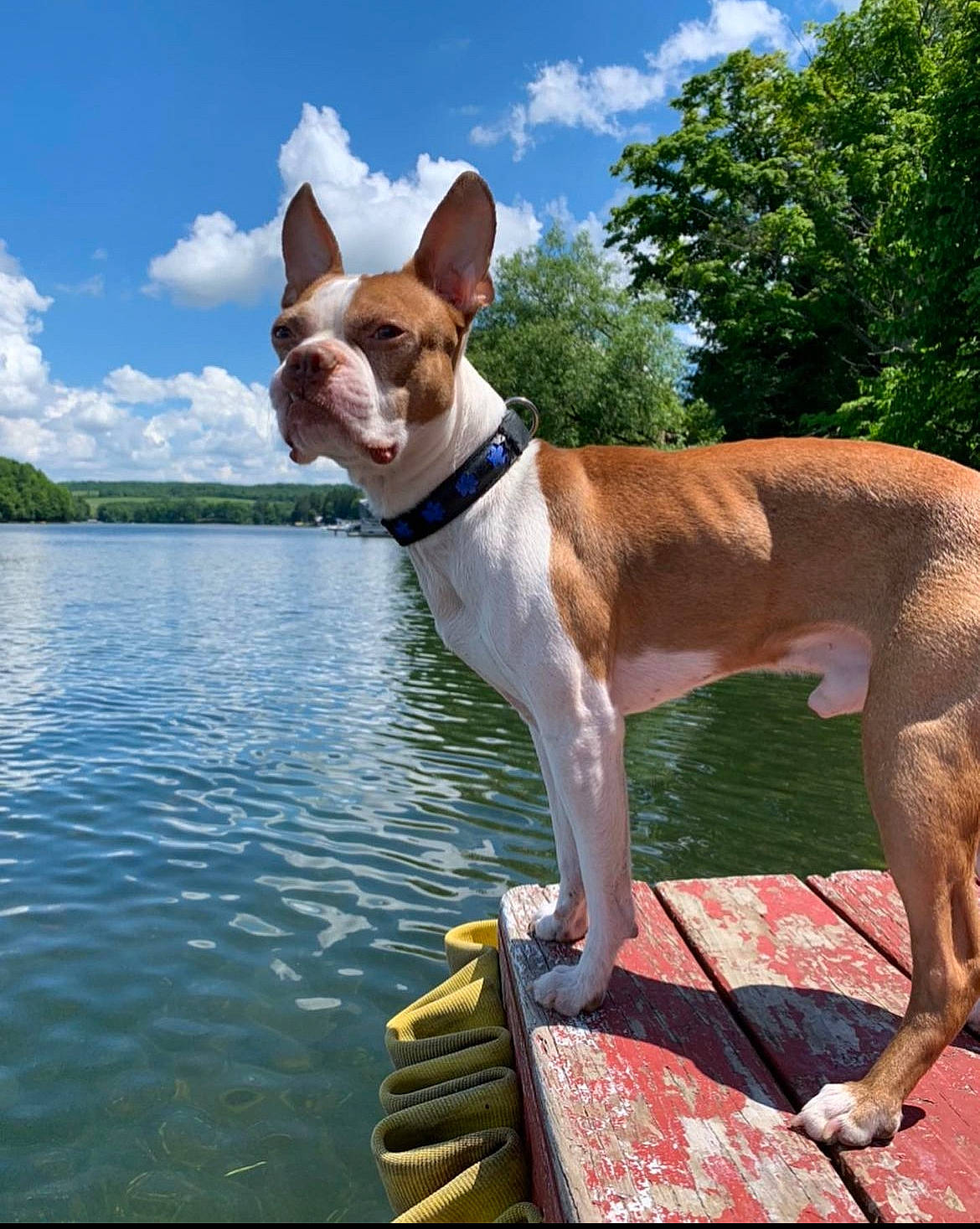 Ollie is registered to the contest to win money with this photo: canidae, carnivore, cloud, collar, companion_dog, dog, dog_breed, dog_collar, dog_supply, fawn, lake, leash, leisure, sky, snout, sporting_group, tail, tree, water, working_animal
