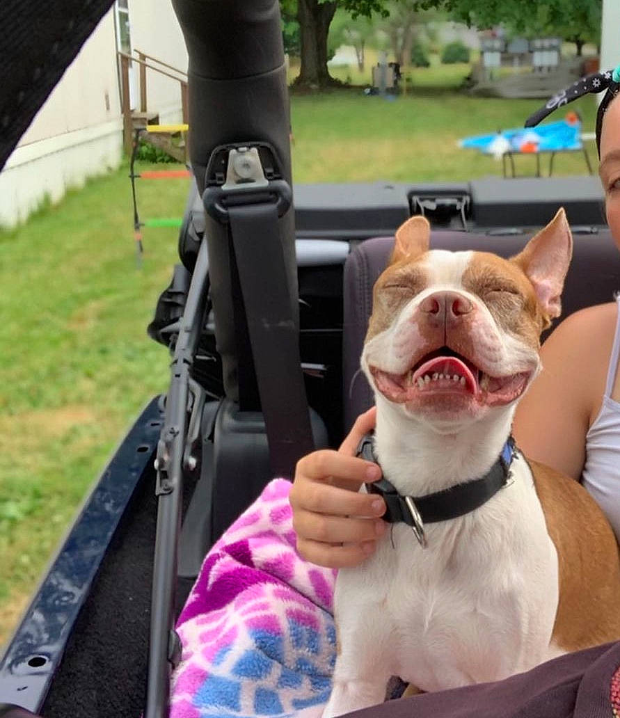 Ollie joined the competition — help win amazing prizes! bulldog, canidae, carnivore, collar, companion_dog, dog, dog_breed, dog_collar, eyewear, fashion_accessory, fawn, gelato, grass, ice_cream, leash, leisure, snout, sporting_group, working_animal, wrinkle