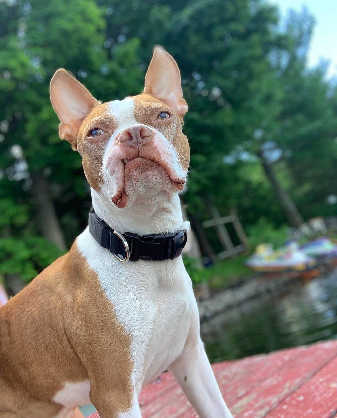 Ollie joined the competition — help win amazing prizes! ancient_dog_breeds, bulldog, canidae, carnivore, collar, companion_dog, dog, dog_breed, dog_collar, dog_supply, fawn, non_sporting_group, pet_supply, snout, sporting_group, tail, tree, whiskers, working_animal