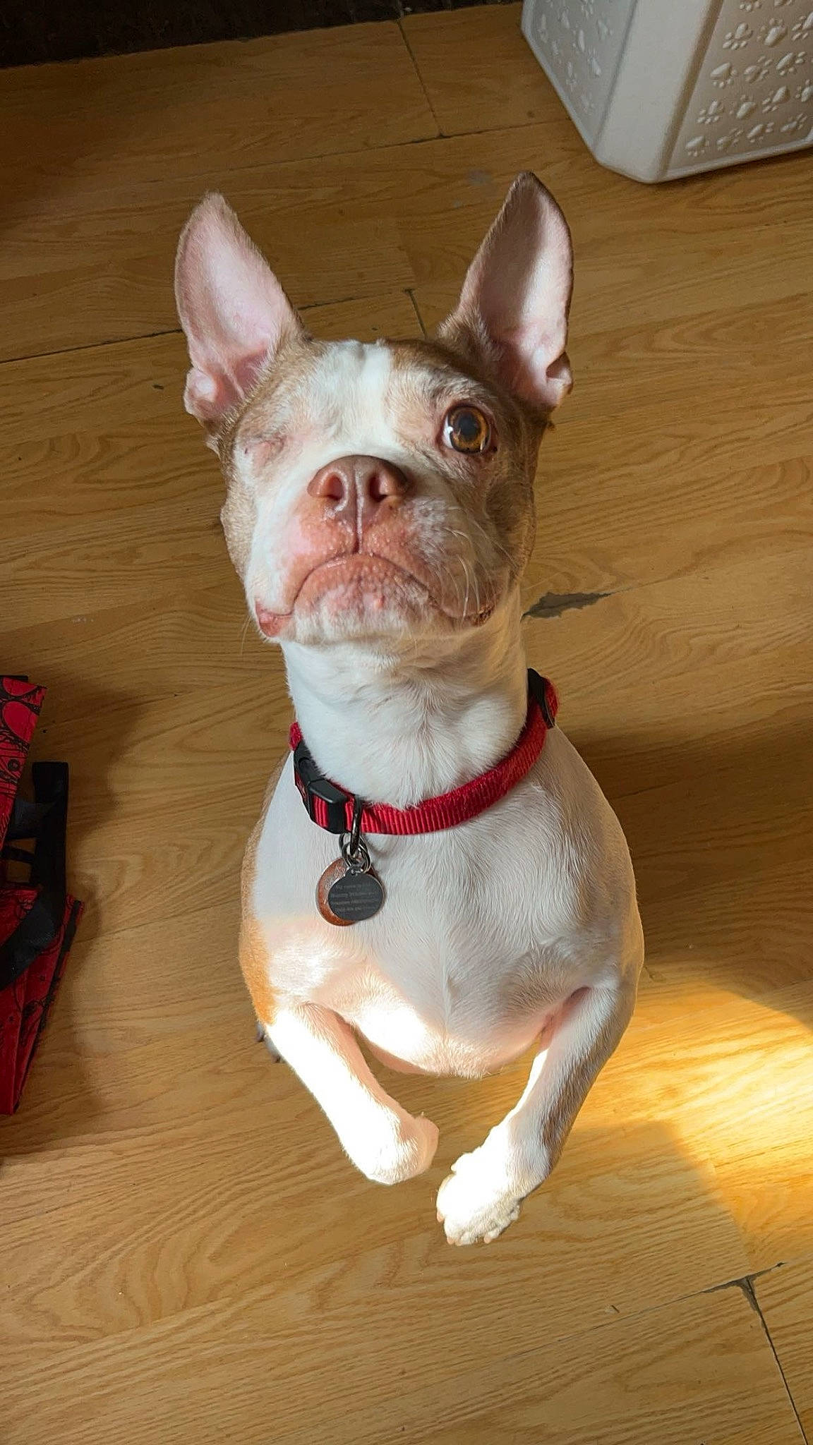 Ollie joined the competition — help win amazing prizes! box, bulldog, canidae, carnivore, collar, companion_dog, dog, dog_breed, dog_collar, ear, fawn, french_bulldog, hardwood, snout, sporting_group, toy_dog, whiskers, wood, working_animal, wrinkle
