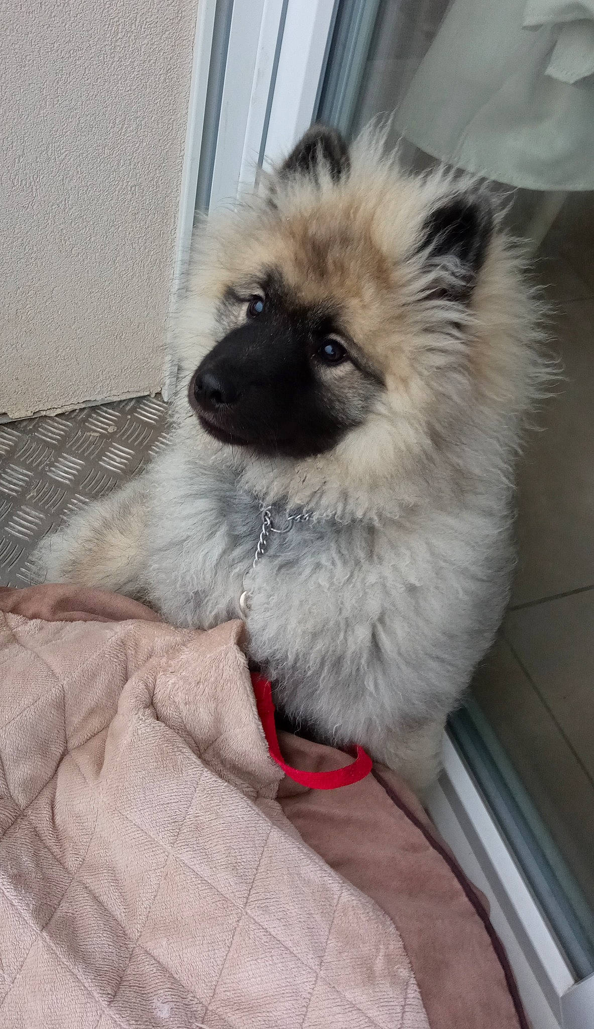 Saphyr participe au concours pour gagner de l'argent avec cette photo : canidae, carnivore, companion_dog, dog, dog_breed, dog_supply, fawn, fur, german_spitz_klein, keeshond, natural_material, non_sporting_group, snout, sporting_group, tail, terrestrial_animal, toy_dog, working_animal