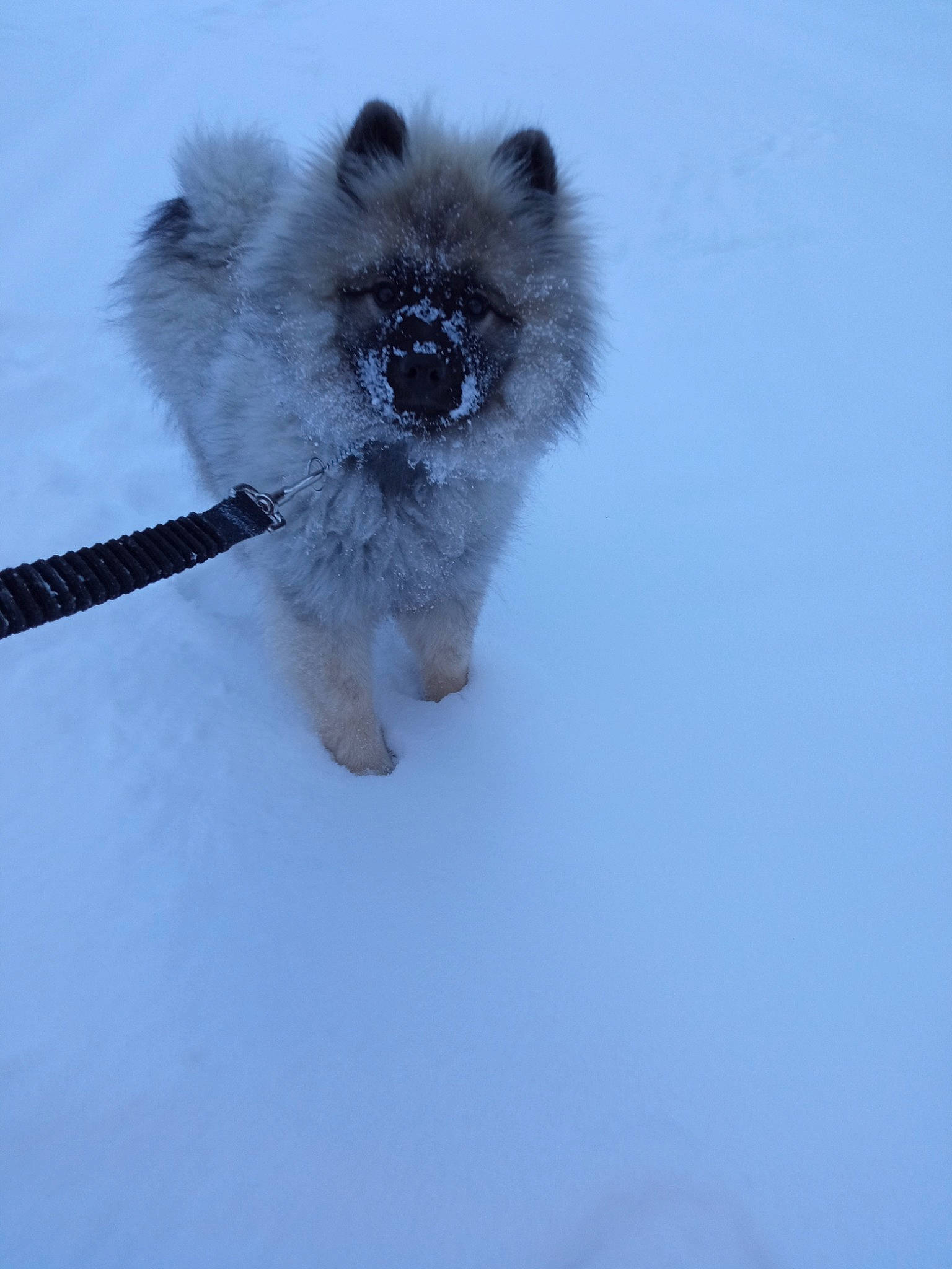 Saphyr a rejoint le concours — aidez-le/la à gagner de superbes lots ! blue, canidae, carnivore, companion_dog, dog, dog_breed, electric_blue, fawn, freezing, fur, non_sporting_group, paw, puppy, snout, snow, sporting_group, tail, whiskers, wildlife, winter