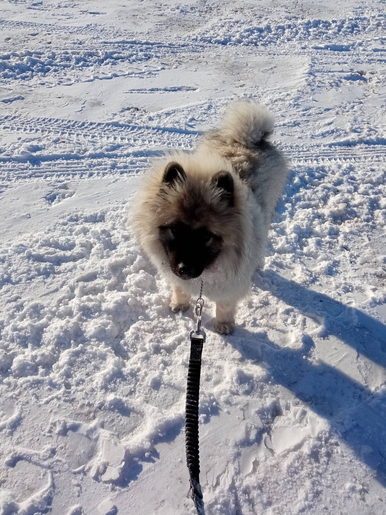 Saphyr participe au concours pour gagner de l'argent avec cette photo : ancient_dog_breeds, canidae, carnivore, companion_dog, dog, dog_breed, fawn, freezing, fur, non_sporting_group, snout, snow, sporting_group, tail, terrestrial_animal, toy_dog, whiskers, wildlife, winter, working_animal