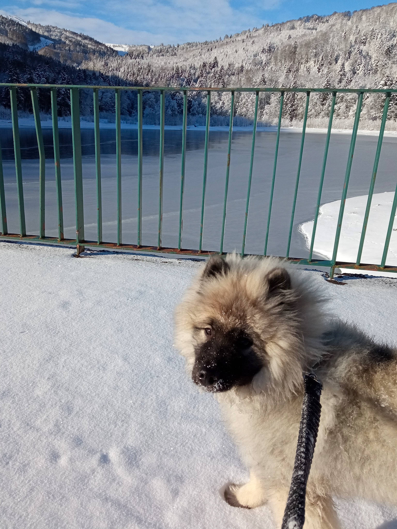 Saphyr a rejoint le concours — aidez-le/la à gagner de superbes lots ! carnivore, cloud, companion_dog, dog, dog_breed, fence, fur, home_fencing, landscape, liver, mountain, mountain_range, reservoir, sky, small_terrier, sporting_group, terrier, toy_dog, wire_fencing, working_animal